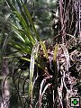 thn_NZ leden-unor 2006 256.jpg